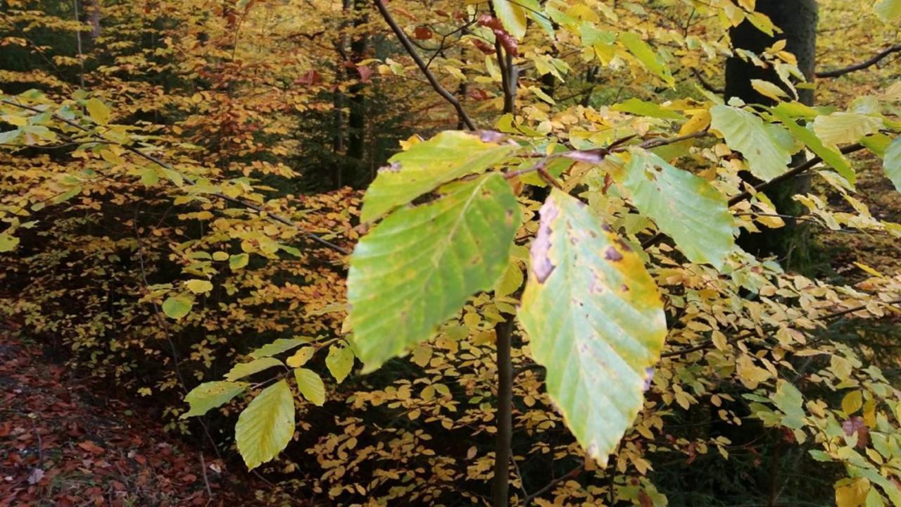 Ferienhaeuser Zur Schaeferei Mitwitz Exterior foto